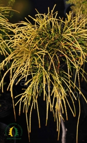 Thuja plicata 'Golden Whipcord'